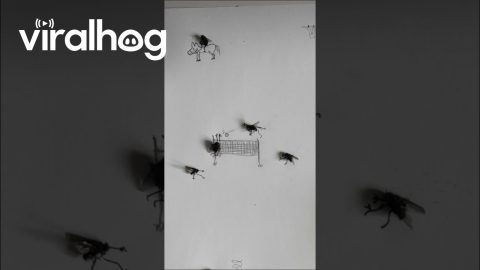 Nephew Makes Creative Use of Fly Remains || ViralHog