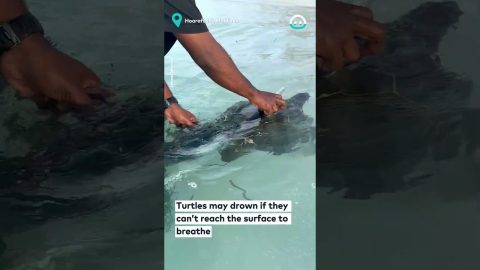 Entangled Turtle Gets Rescued || ViralHog