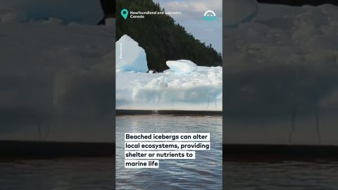 Beached Icebergs In Canada || ViralHog