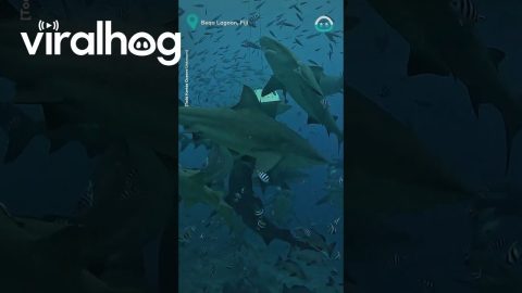 Divers Feed Sharks || ViralHog