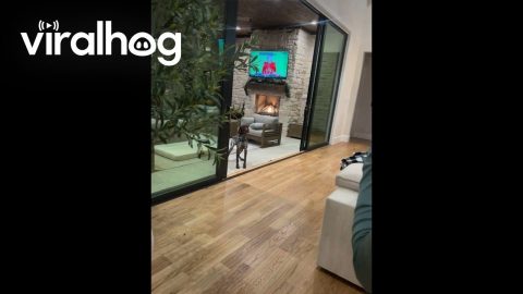 Dog Doesn't Realize Door Is Open || ViralHog