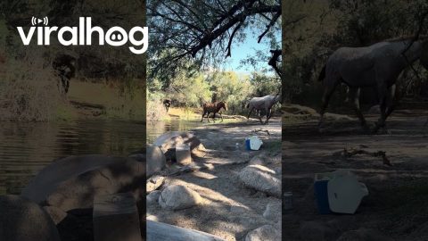 Hiker Visited By Wild Mustangs || ViralHog