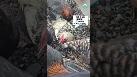 Chickens Invade Delivery Truck || ViralHog