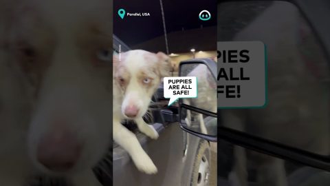 Puppy Truck Takeover || ViralHog