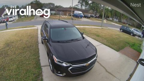 Neighbor Doesn’t Care For Birds || ViralHog