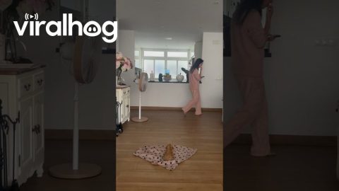 Girl's Emotional Reaction to Puppy Surprise || ViralHog