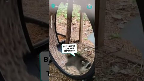 Raccoon Rehab Workout || ViralHog