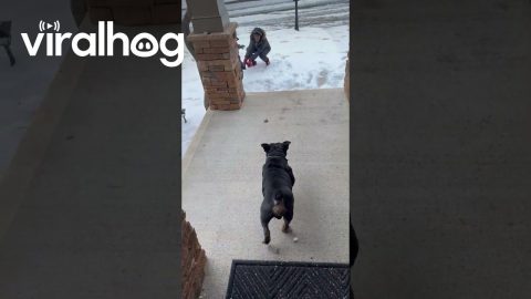 Guard Dog Fears Snow || ViralHog