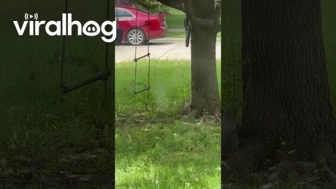 Squirrel Jumps For Rope Ladder Swing || ViralHog