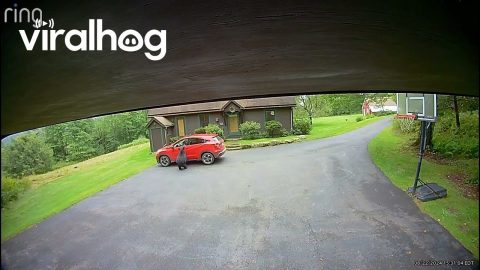Bear Gets Into Unlocked SUV || ViralHog