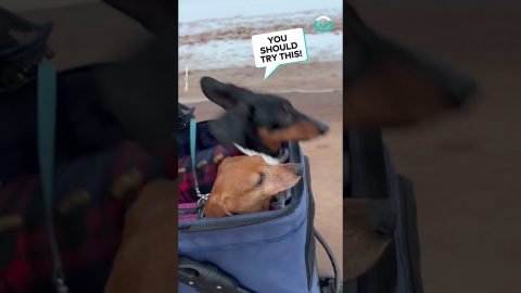 Bouncing Dachshunds || ViralHog