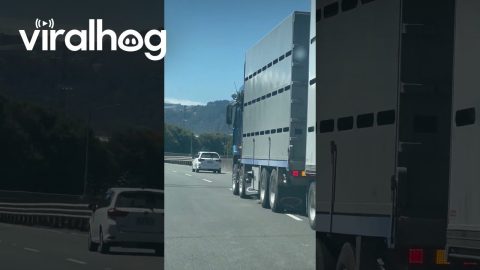 Dog Happily Riding Underneath Semi || ViralHog