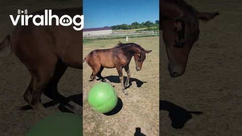 Horsing Around with a Ball || ViralHog