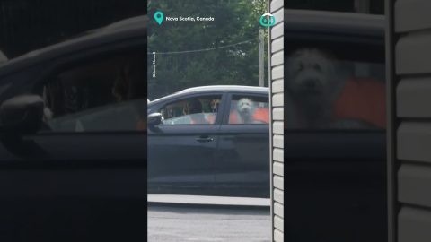 Waiting Dogs Perfect Statues || ViralHog