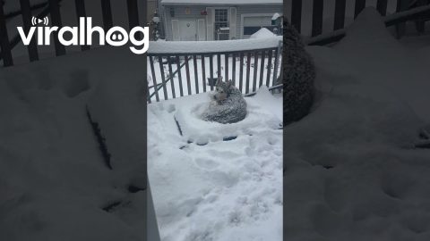 Siberian Husky Enjoys Laying Out In Snow || ViralHog