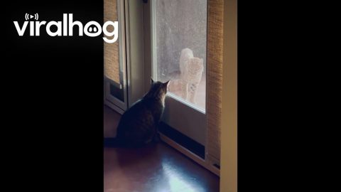 House Cat Comes to Face-to-Face With Baby Bobcat || ViralHog