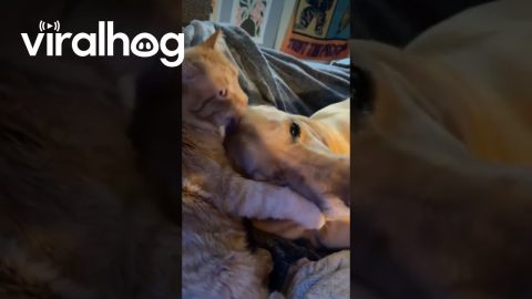 Cat Loves His Dog || ViralHog