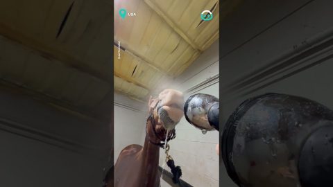 Horse Plays With Water Hose || ViralHog