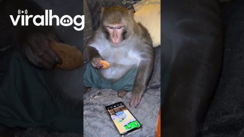 Monkey Scrolls Through TikTok || ViralHog