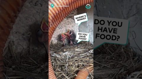Baby Birds Wait For Mama In Old Hose || ViralHog