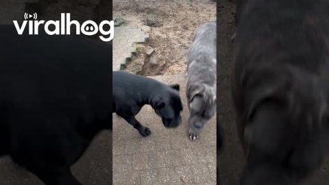 Dogs Dig Surprising Hole In Backyard || ViralHog