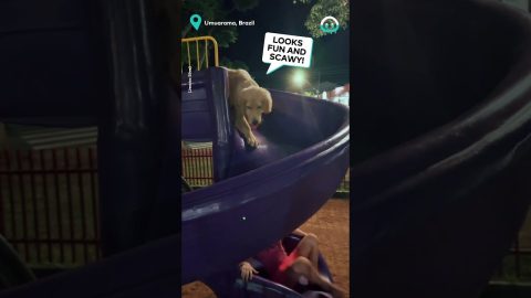 Dog Loves Slide || ViralHog
