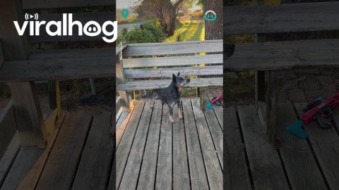 Heeler Pup Loves Scratchies || ViralHog