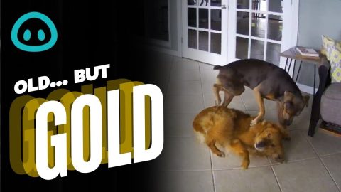 Dog Protects Buddy from a Seizure || ViralHog