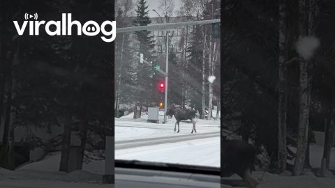 Unbothered Moose Holds Up Traffic || ViralHog
