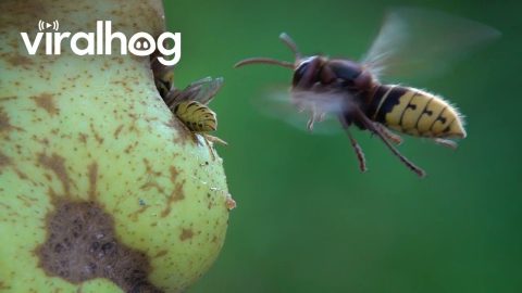 European Hornet Bites Yellow Jackets || ViralHog
