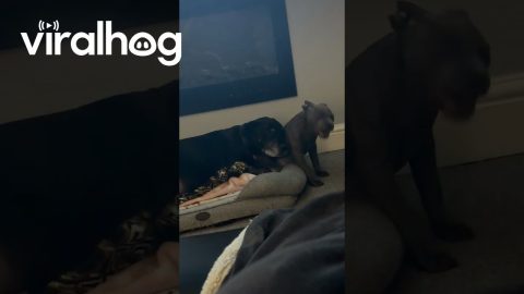 Older Dog Wants Puppy Snuggles || ViralHog
