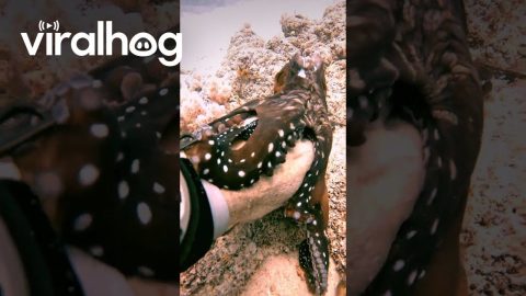 Diver Playing With Octopus || ViralHog
