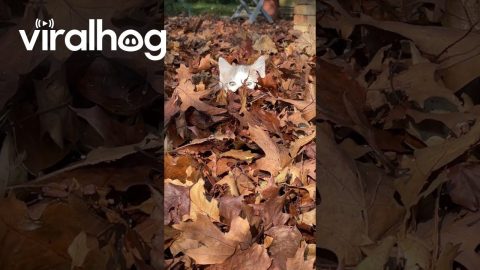 Kitten Pounces Through Autumn Leaves || ViralHog
