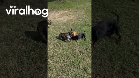 Dachshund Plays Like Pro Footballer || ViralHog