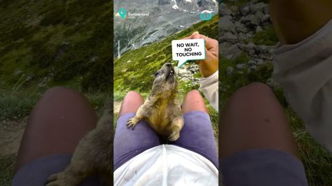 Wild Marmots Stop Hiker || ViralHog