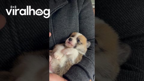 Tiny Talking Corgi Puppy || ViralHog