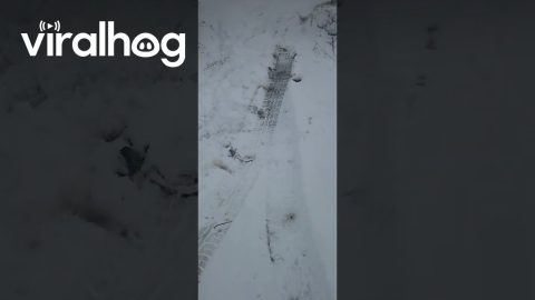 Truck Plate Frozen Into Snowbank || ViralHog