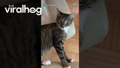 Kitty is Hiding Something || ViralHog