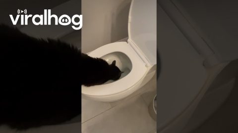 Cat Prefers To Drink From Toilet || ViralHog
