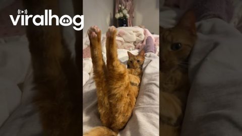 Orange Cat Unlocks New Juno Pose || ViralHog