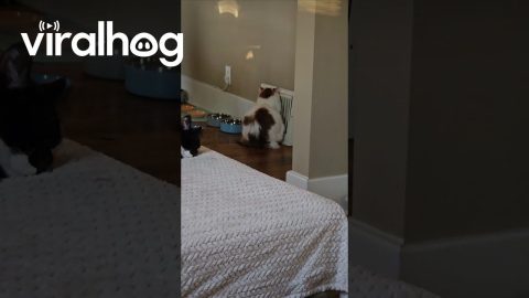 Marshmallow Cat Waits To Roast || ViralHog