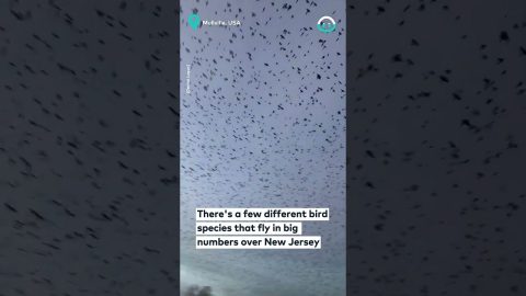Mesmerizing Bird Migration Over New Jersey || ViralHog