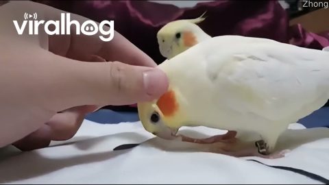 Pet Bird Loves Head Scratches || ViralHog