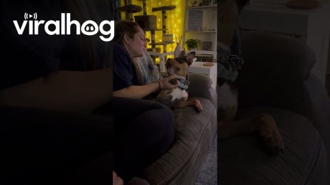 Pretending to Take a Bite Out of Our Dog || ViralHog