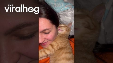 Cat Sleeps with Tongue Out || ViralHog