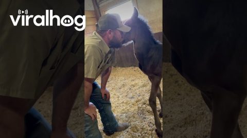 Teaching A Foal To Hug || ViralHog