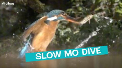 Slow Mo Kingfisher Dive || ViralHog