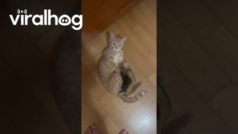 Curious Cat Gets Stuck In Sandal || ViralHog