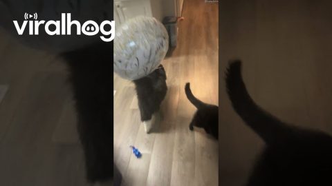 Balloon Triggers Cat Zoomies || ViralHog