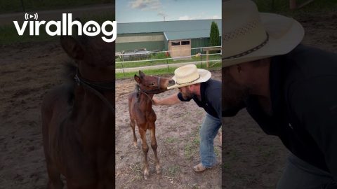 Horse Baby Loves Chewing A Hat || ViralHog